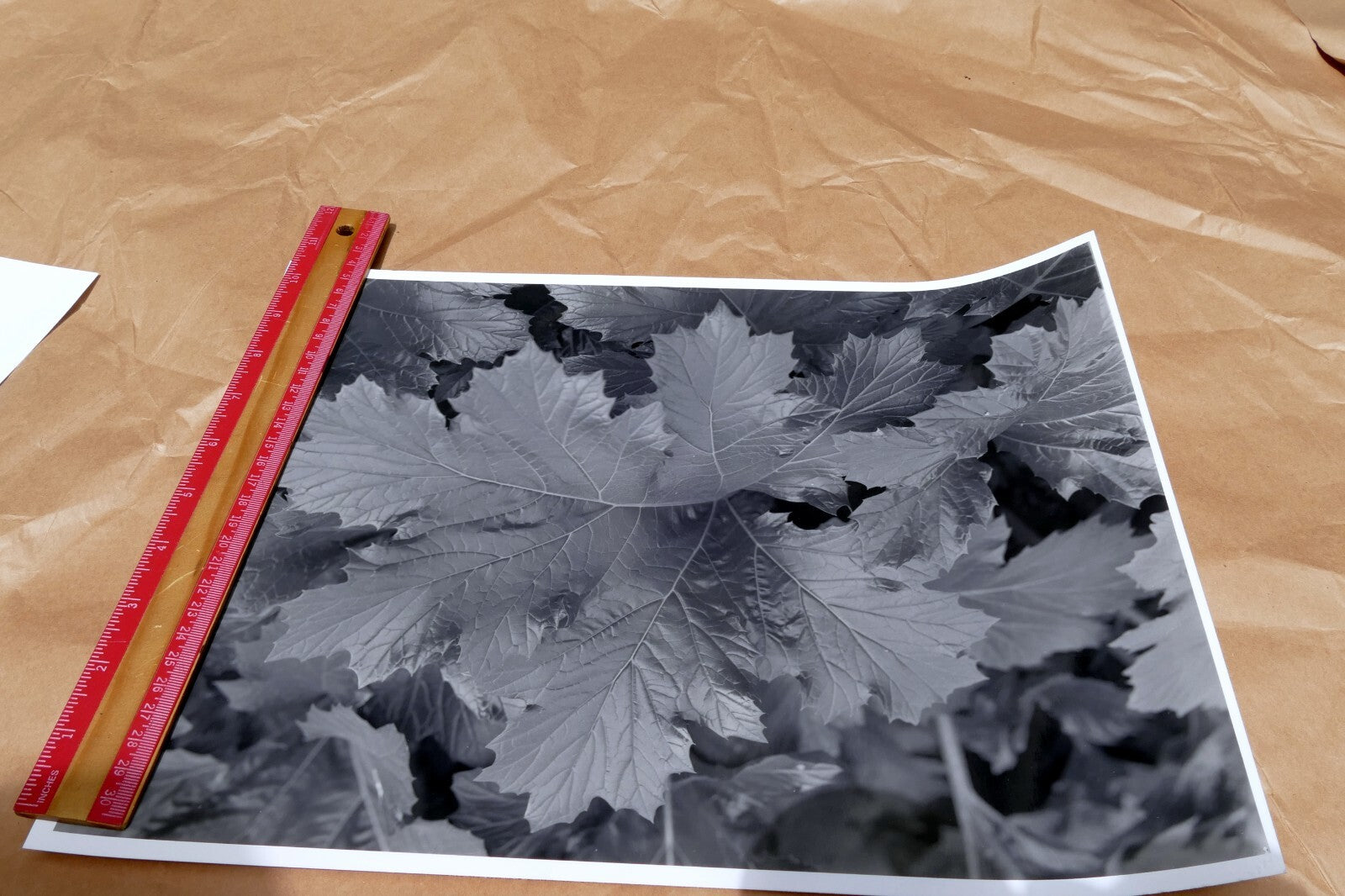 Tree Leaf  11X14" Black & white Picture Photo San Francisco USA