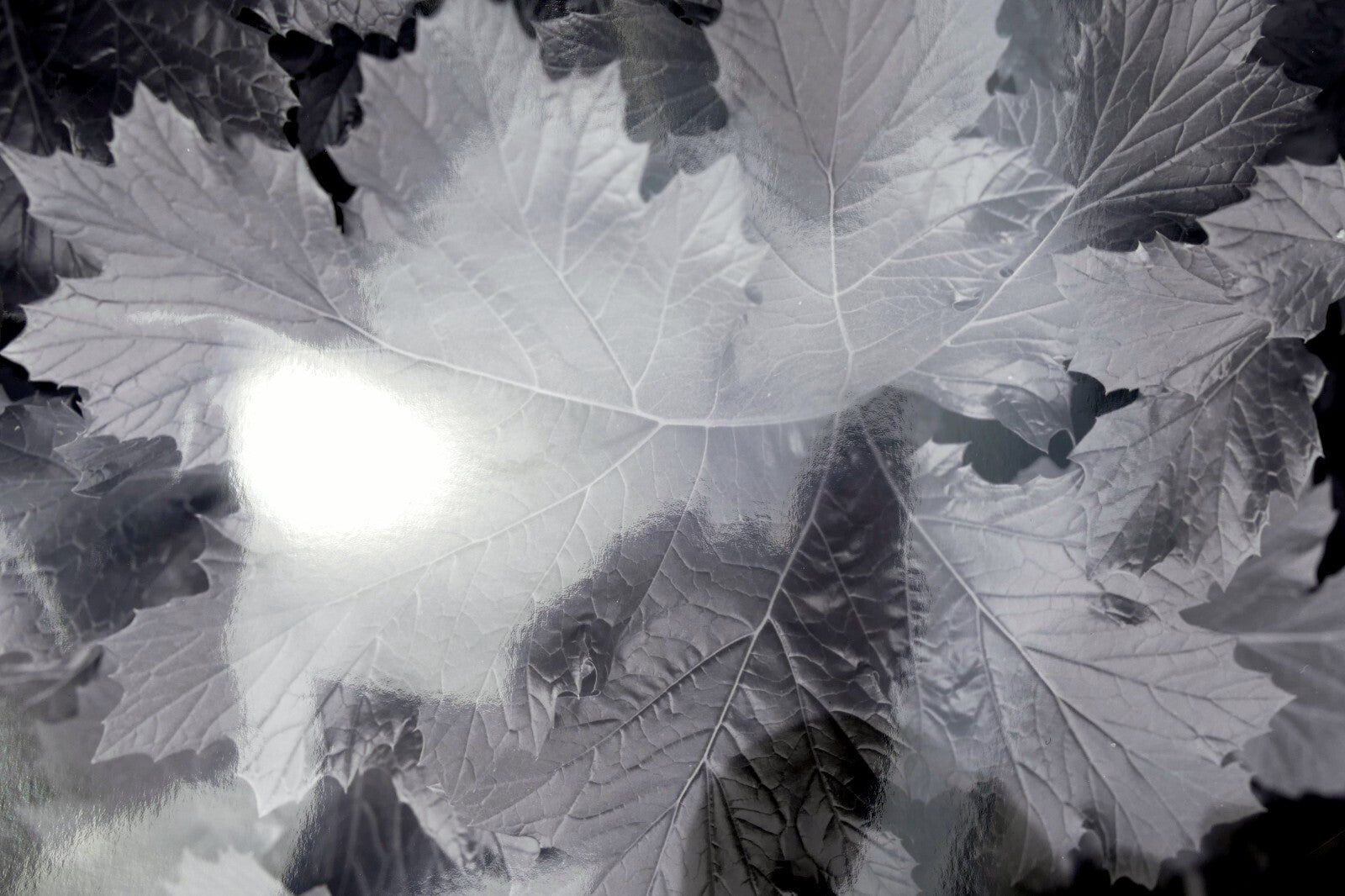 Tree Leaf  11X14" Black & white Picture Photo San Francisco USA
