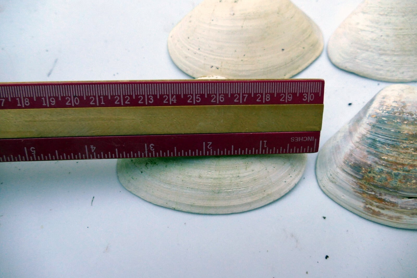 Single Clam Shell 4"x3" Seashell from Ocean large sea beach aquarium decor