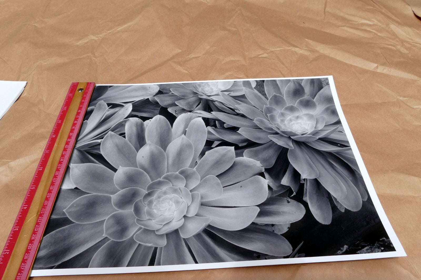 Succulent Flower  11X14" Black & white Picture Photo San Francisco USA