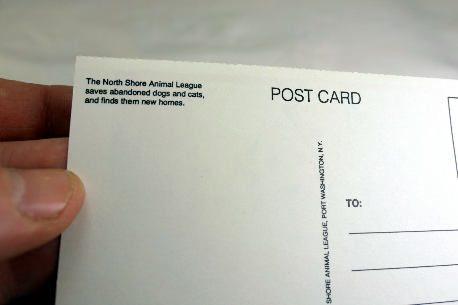 Get Well Postcard Animal Shelter North Shore League Dog Puppies 1980's