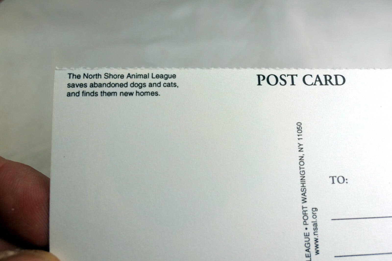 Postcard Animal Shelter North Shore League Adopt a Pet Kitten Cat vintage 1980's