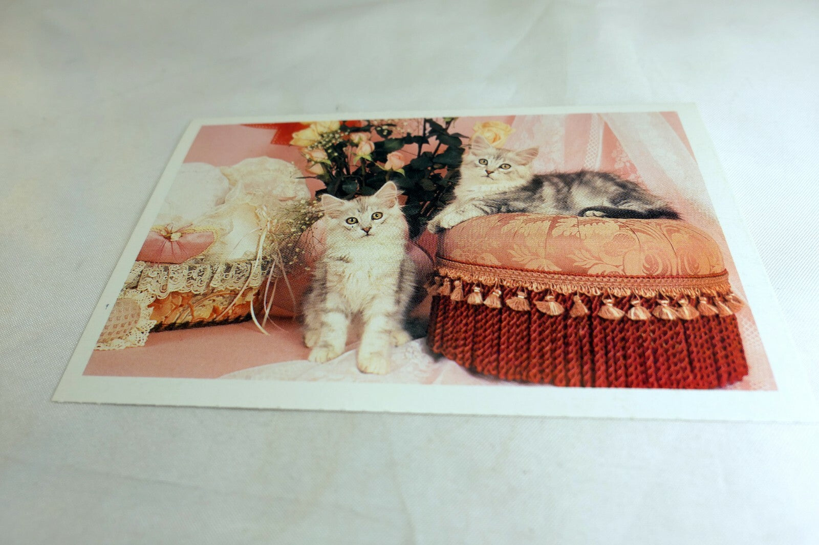 Postcard Animal Shelter North Shore League Adopt a Pet Kitten Cat vintage 1980's