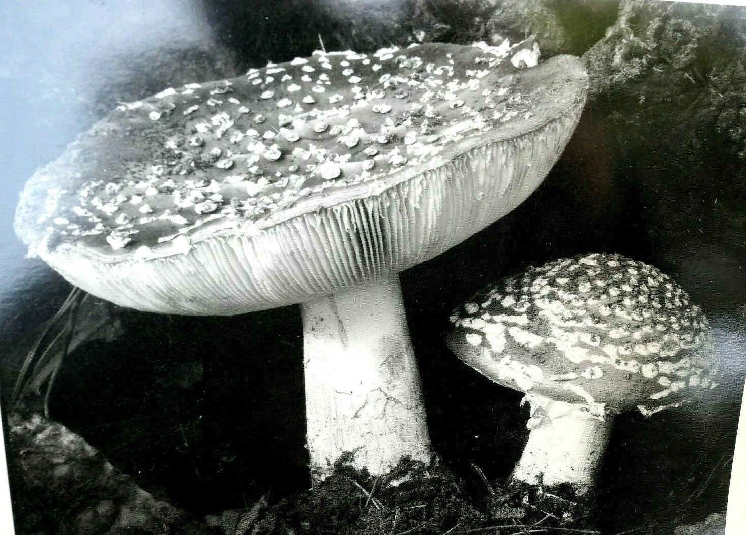 Toadstool 1934 9 fu photograph by edward weston greeting card w 002 75
