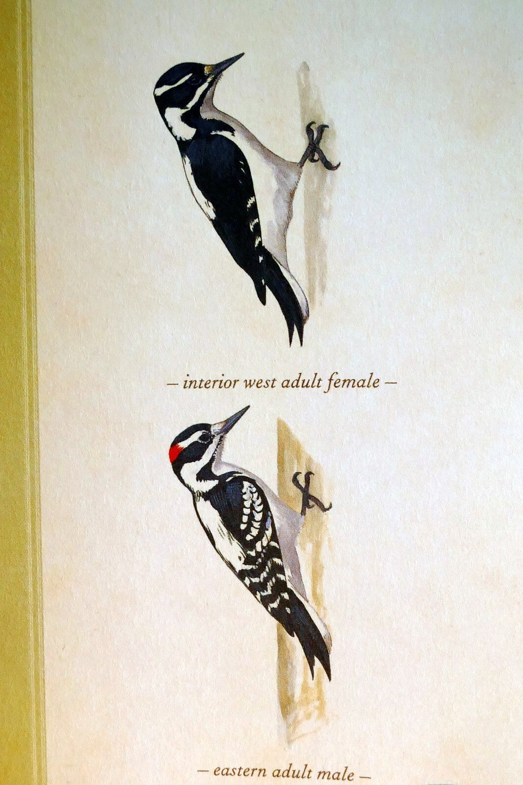 Hairy woodpecker postcard bird by david sibley   unposted , new