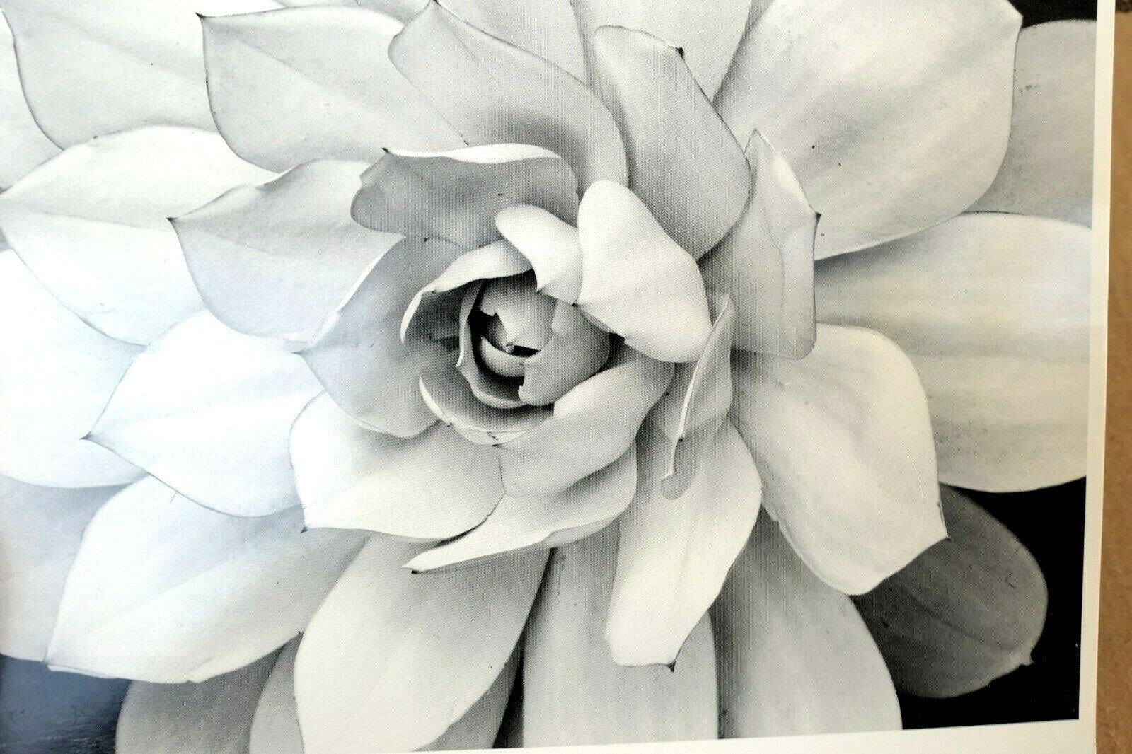 1976 succulent flower blossom photograph by don worth d 001 greeting card