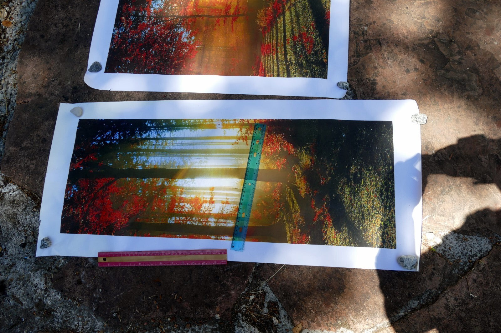 5 Piece Forest print 20" 24" 36" foggy fall foliage morning sun rising wall art
