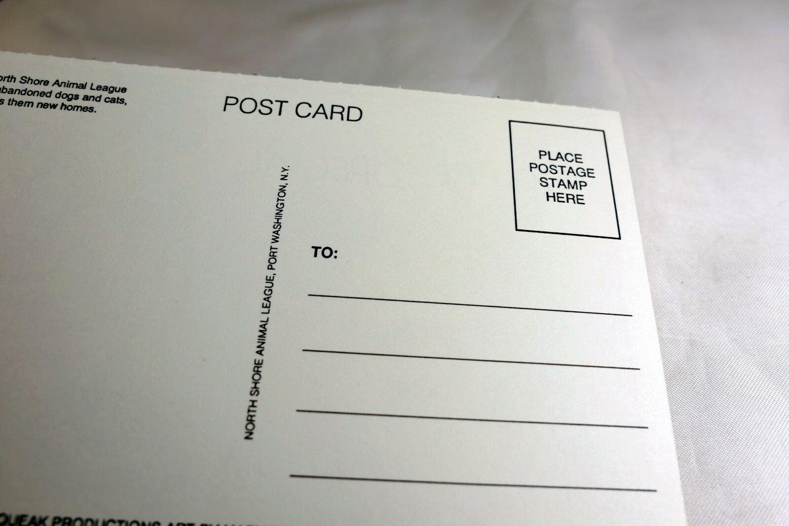 You're Special Postcard Animal Shelter North Shore League Adopt a Pet Kitten