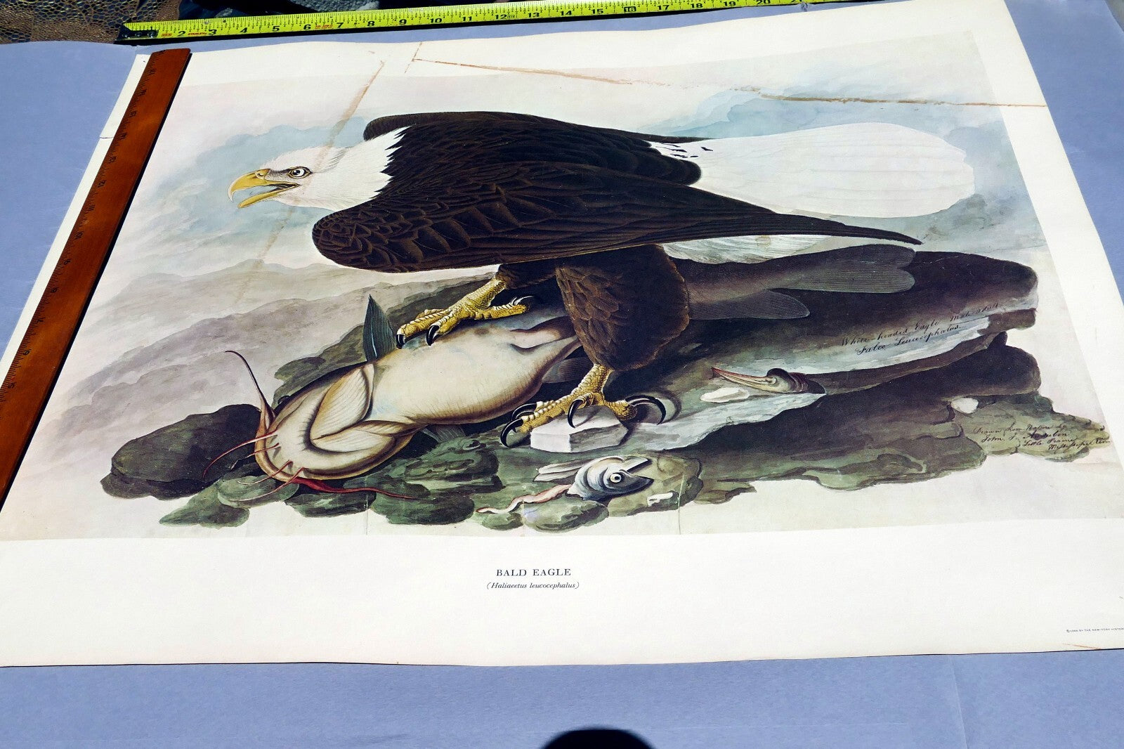 1966 Audubon Print  Bald Eagle plate 14, bird print poster 20X26"