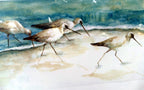 Artist maxine remont macway wildlife art shorebirds “sandpipers” print