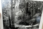 Tenaya Creek Dogwood Rain 1948 photograph by Ansel Adams POSTCARD AA-20