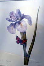 Iris and butterfly framed art print p. j. redoute flowers botanical framed 8x11"