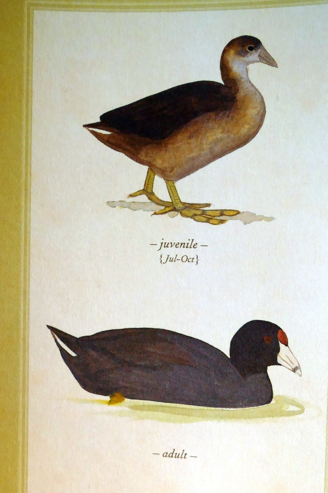 American coot usa postcard bird by david sibley   unposted , new