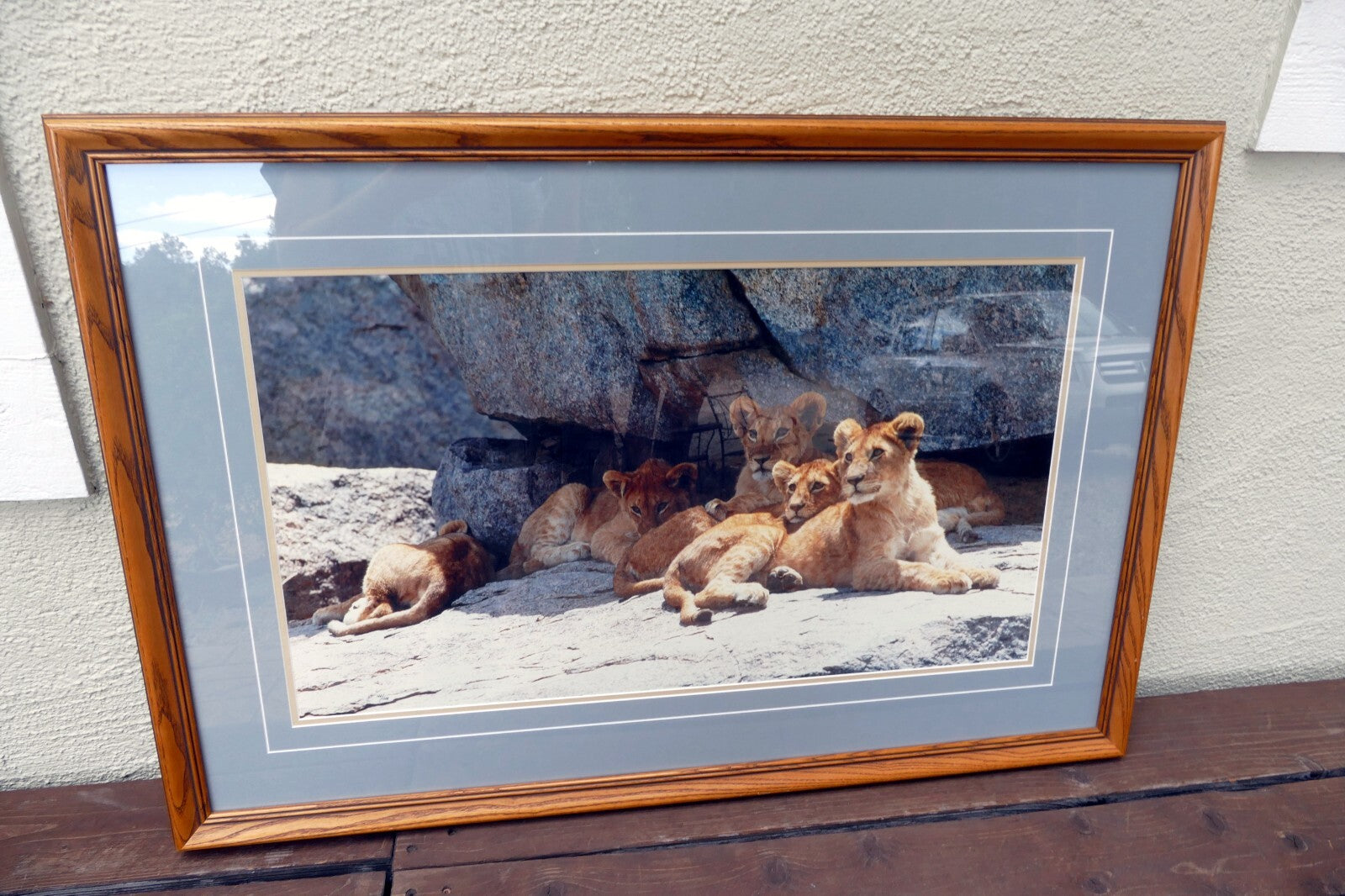 Thomas D. Mangelsen LE 42/1200 print  30X17" "Cub Scouts" resting - signed