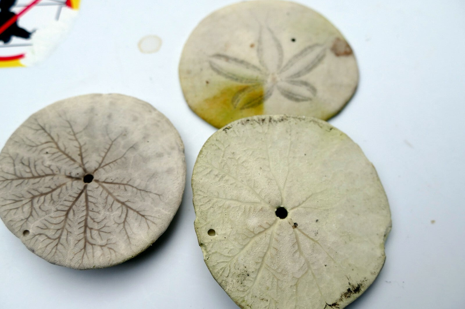 Sand dollar Shell 2.5" pacific Ocean large California beach aquarium decor