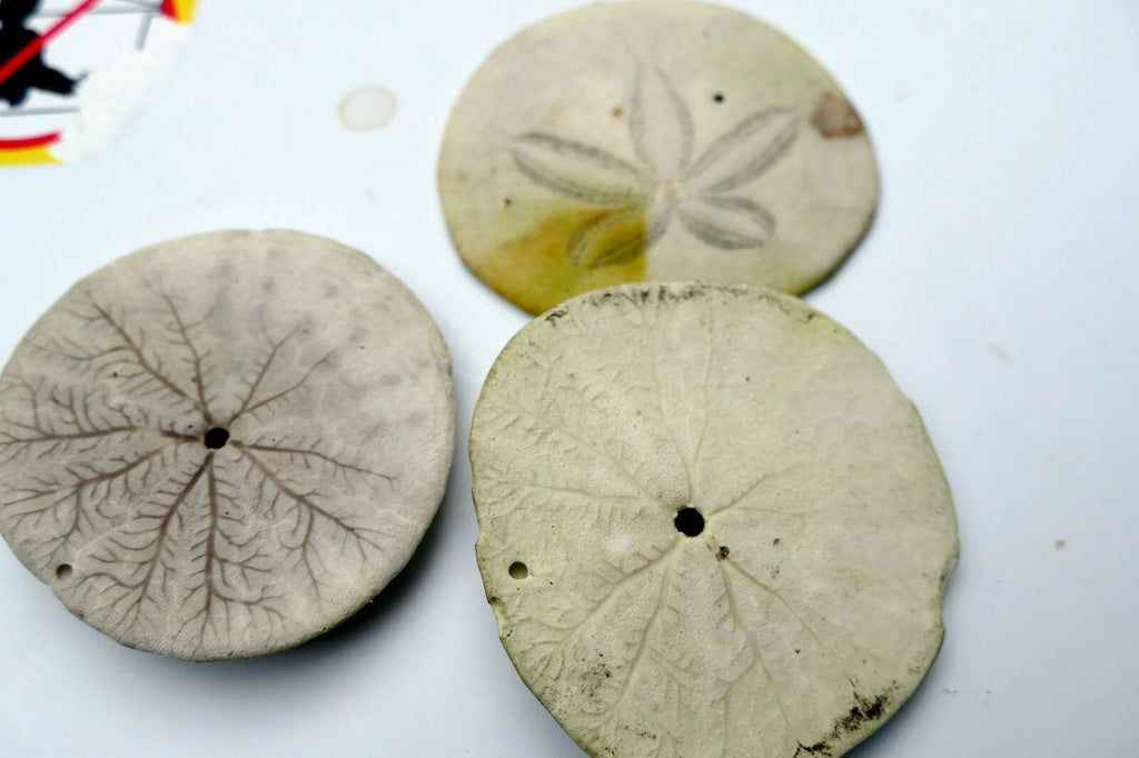 Sand dollar Shell 2.5" pacific Ocean large California beach aquarium decor 