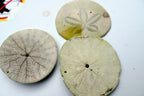 Sand dollar Shell 2.5" pacific Ocean large California beach aquarium decor 