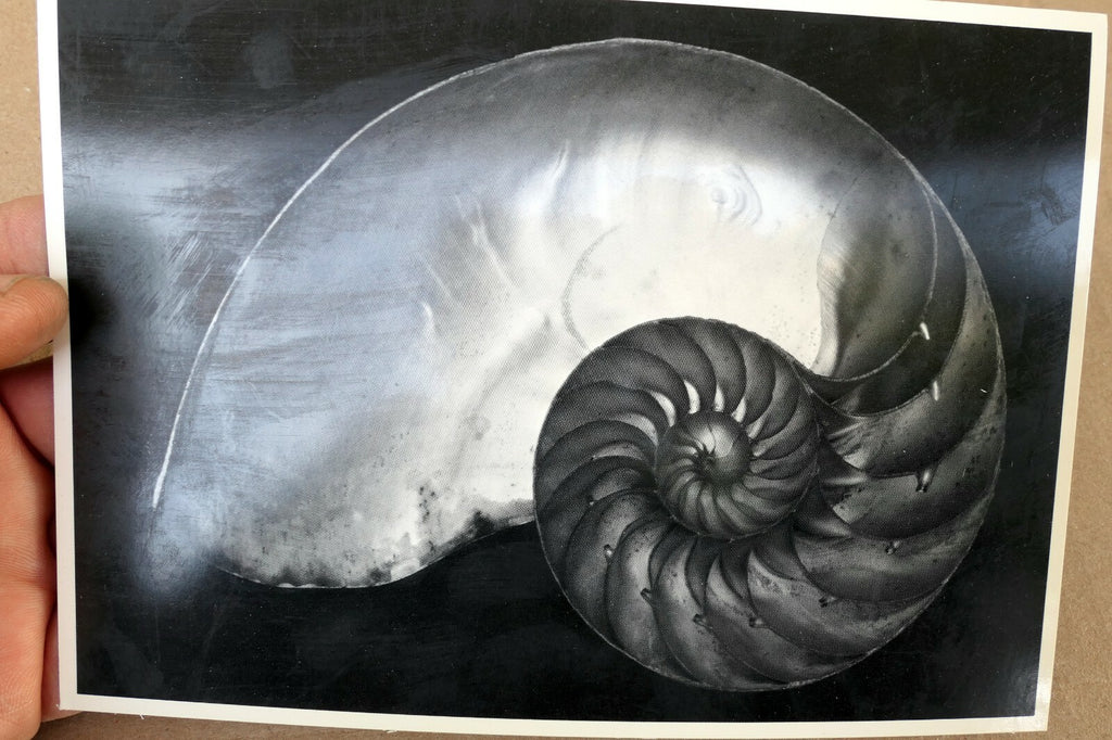 Shells 1927 2-S Photograph by Edward Weston POSTCARD vintage EW-7