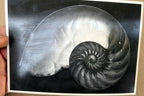 Shells 1927 2-S Photograph by Edward Weston POSTCARD vintage EW-7