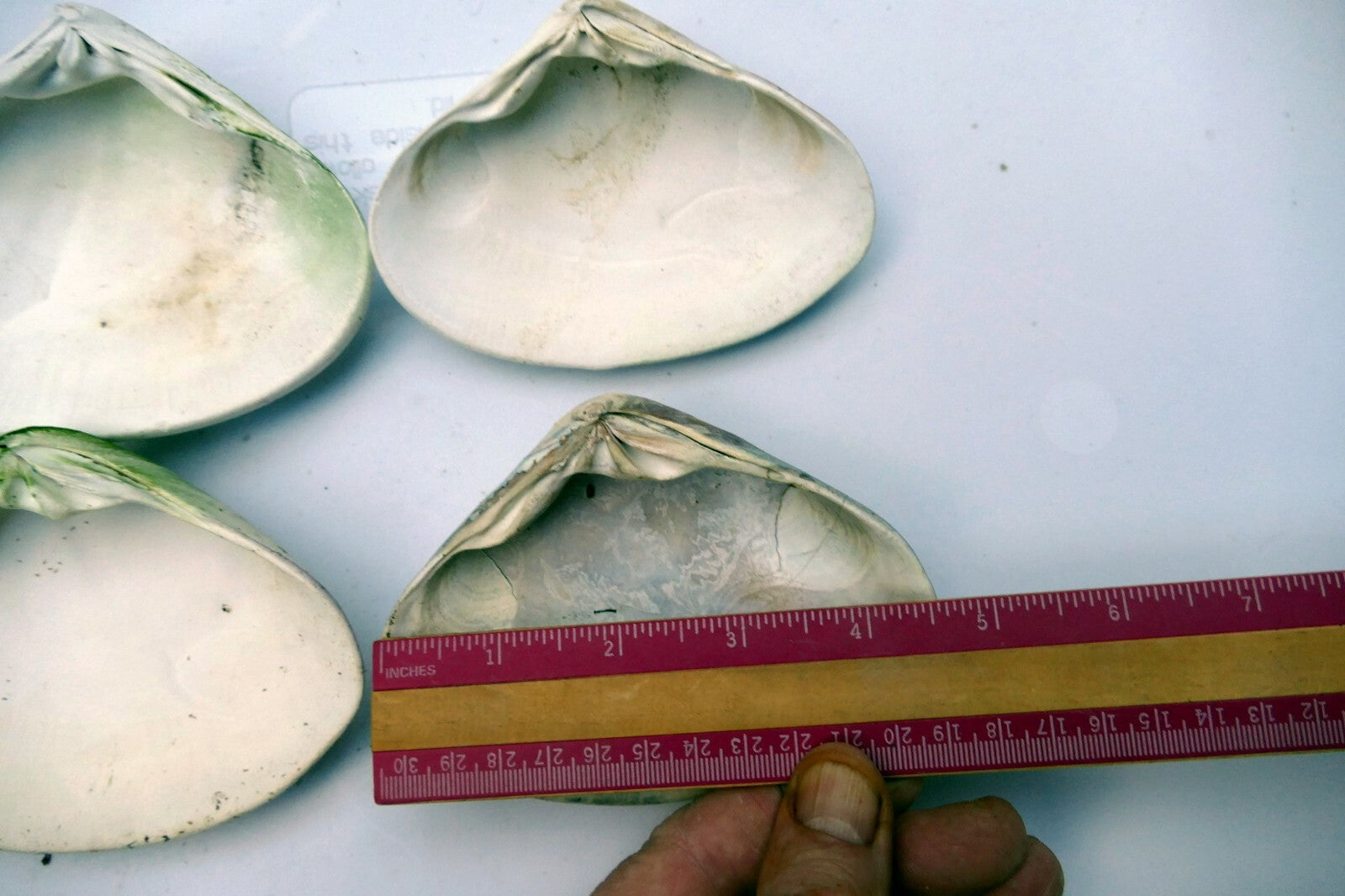 One Clam Shell 4.8"x4" Seashell from Ocean large sea beach aquarium decor