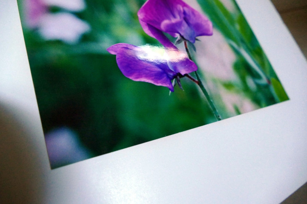 Dave Giroux Nature Picture Photo Print violet flower