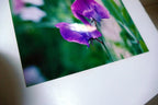 Dave Giroux Nature Picture Photo Print violet flower