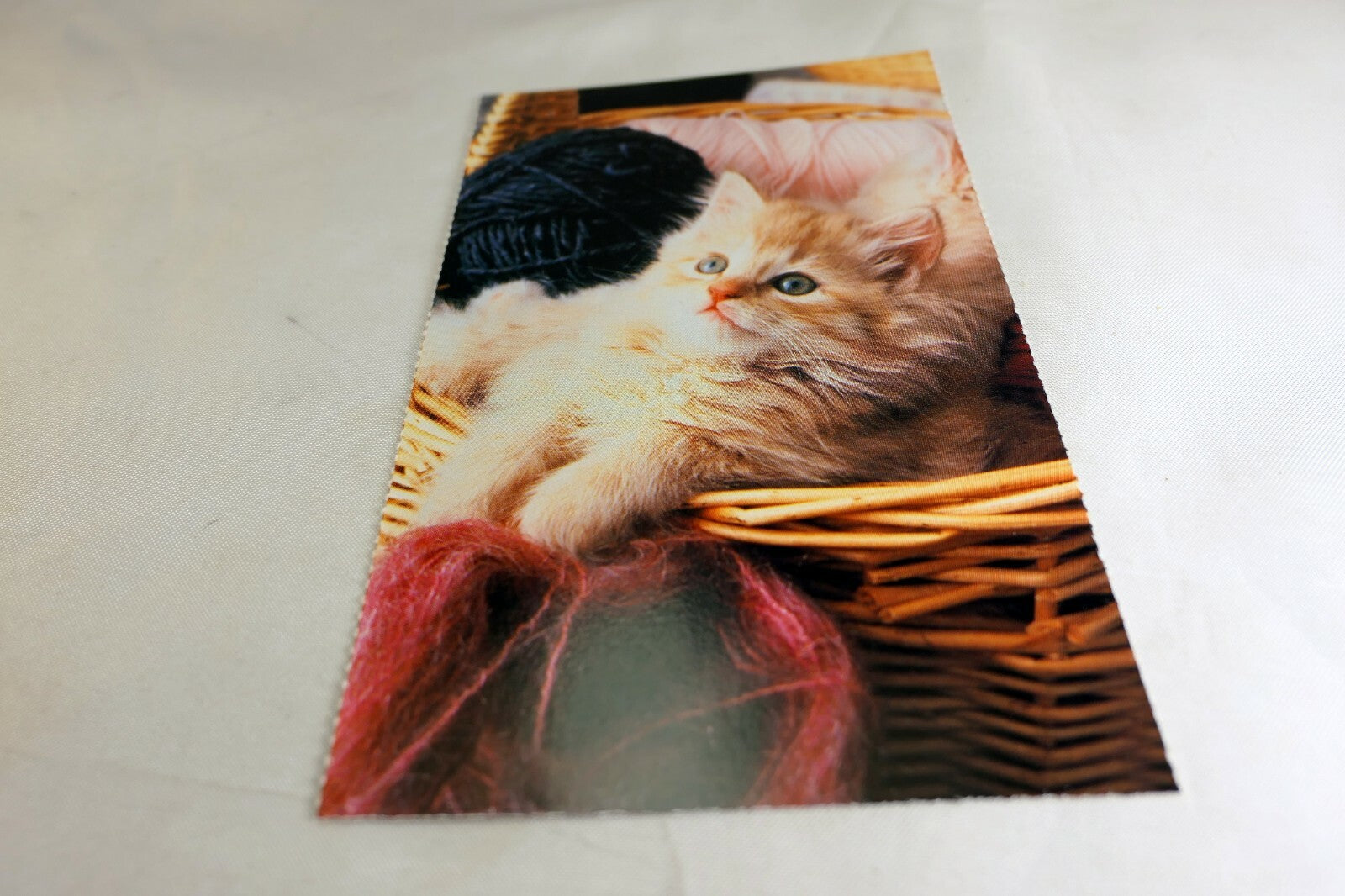 Postcard Animal Shelter North Shore League Adopt a Pet Kitten Cat vintage 1980's