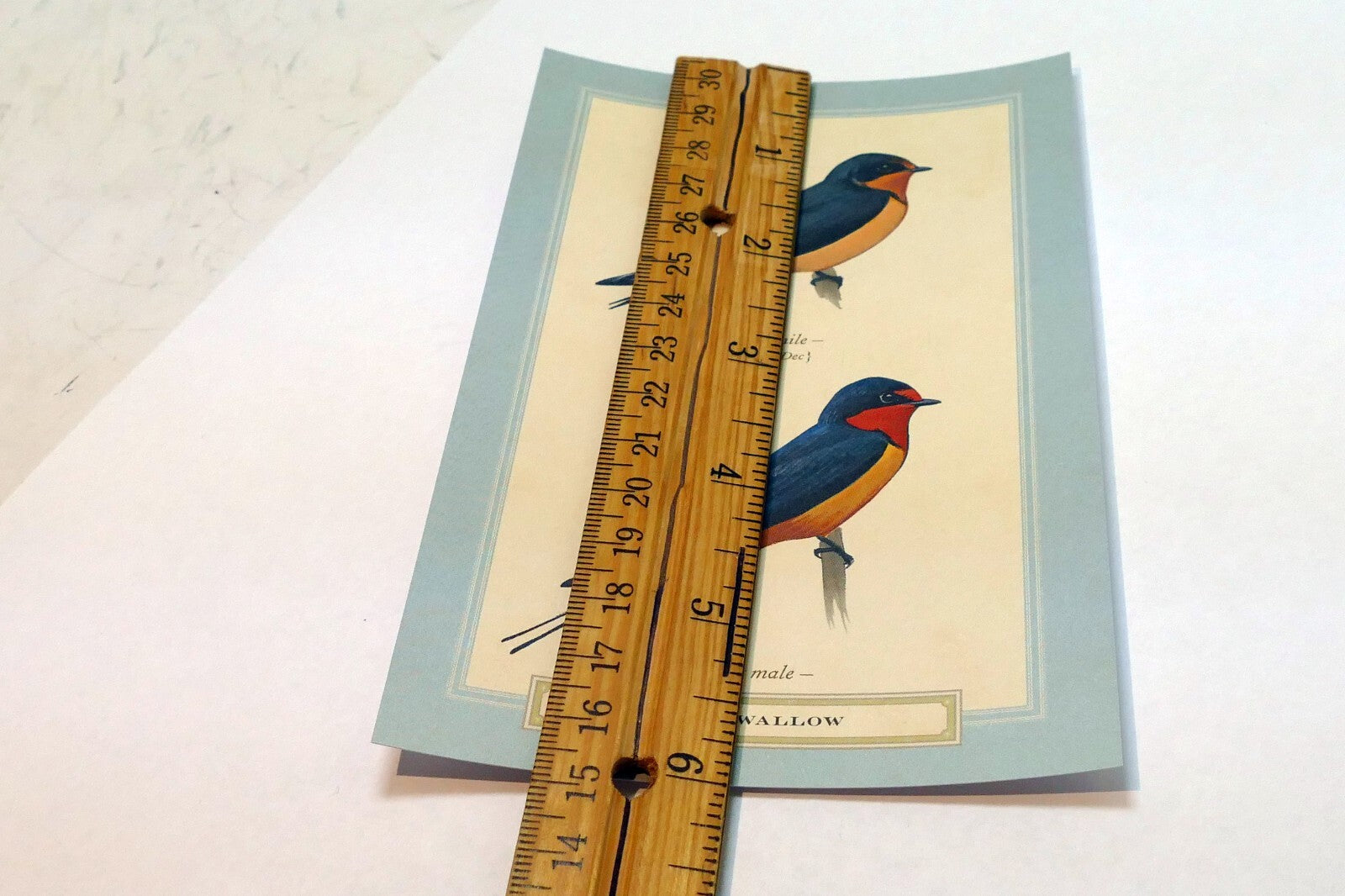 Barn Swallow  Postcard Bird by David Sibley - unposted , new