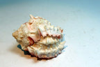 Pink mouth Murex Phyllonotus erythrostomu Hermit Crab Sea Shell 4"