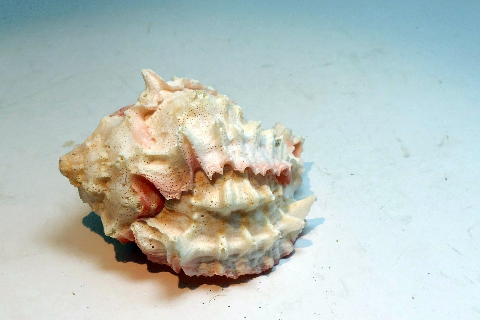 Pink mouth Murex Phyllonotus erythrostomu Hermit Crab Sea Shell 4"