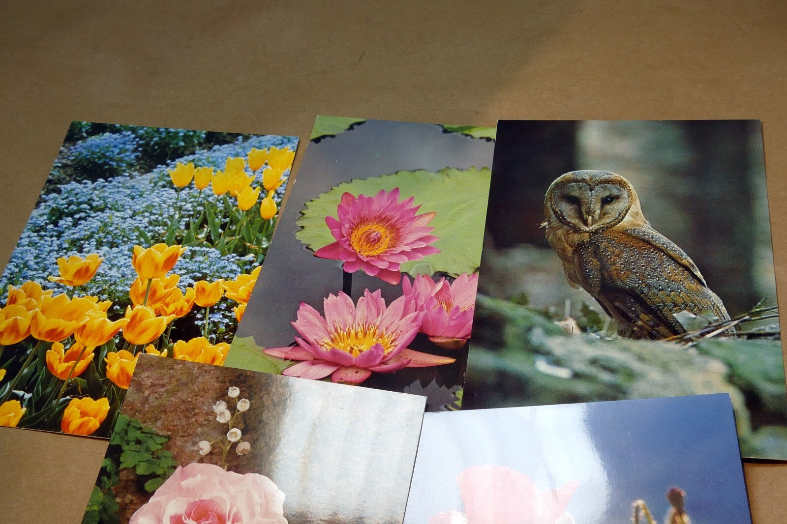 Germany Unposted Postcard Lot pack of 5 Owl Flowers Tulip Rose Lily 1980's