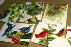 Songbirds John James Audubon Postcard Postcard unposted set of 5 lot