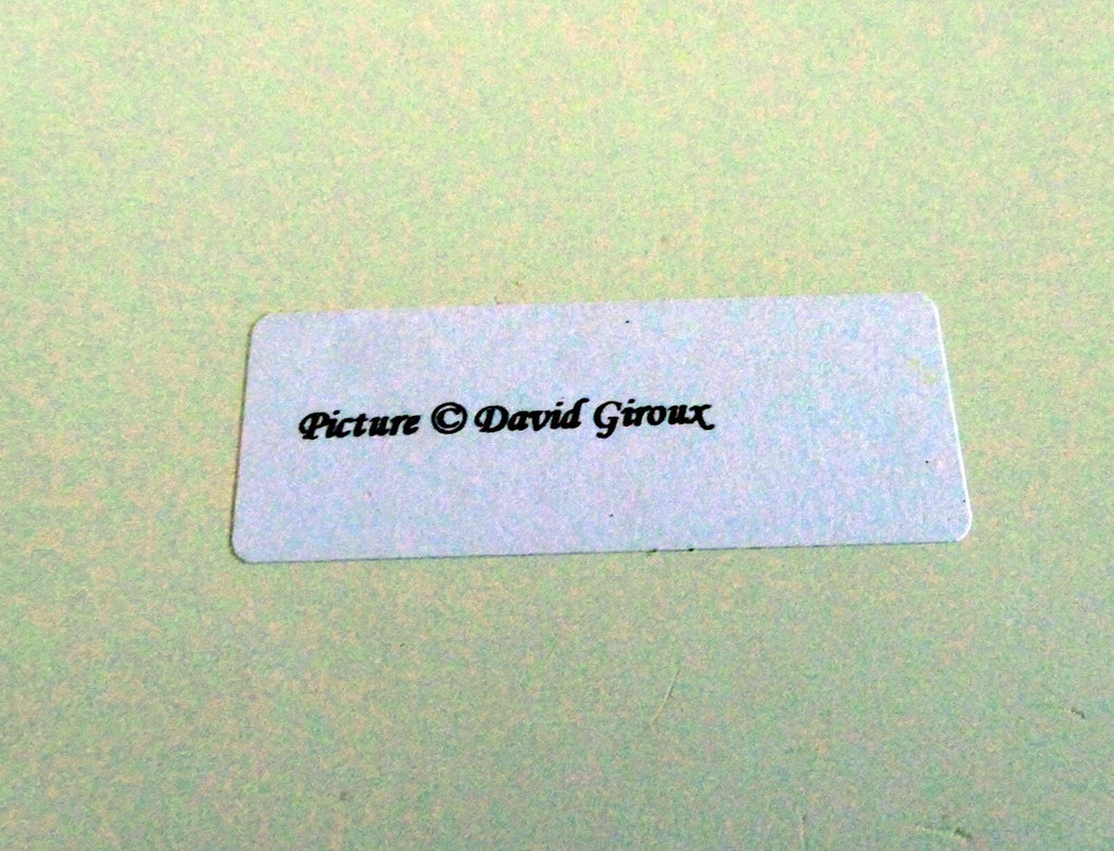 Dave Giroux Nature Picture Photo Print violet flower