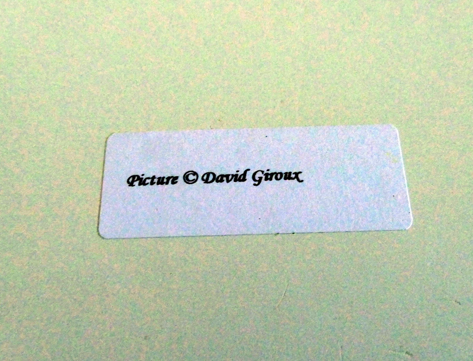 Dave Giroux Nature Picture Photo Print violet flower