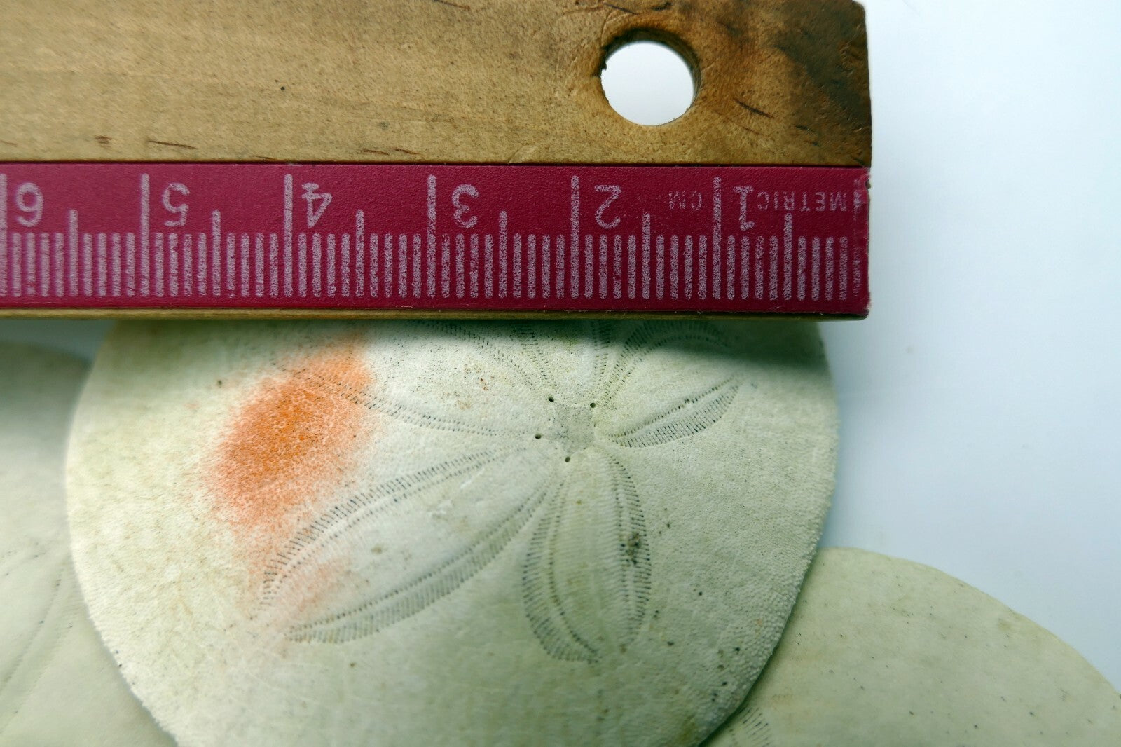 Sand dollar Shell 2-2.2" pacific Ocean California beach aquarium decor medium