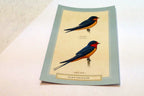 Barn Swallow  Postcard Bird by David Sibley - unposted , new