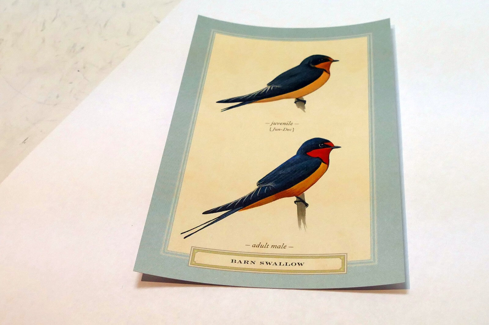 Barn Swallow  Postcard Bird by David Sibley - unposted , new