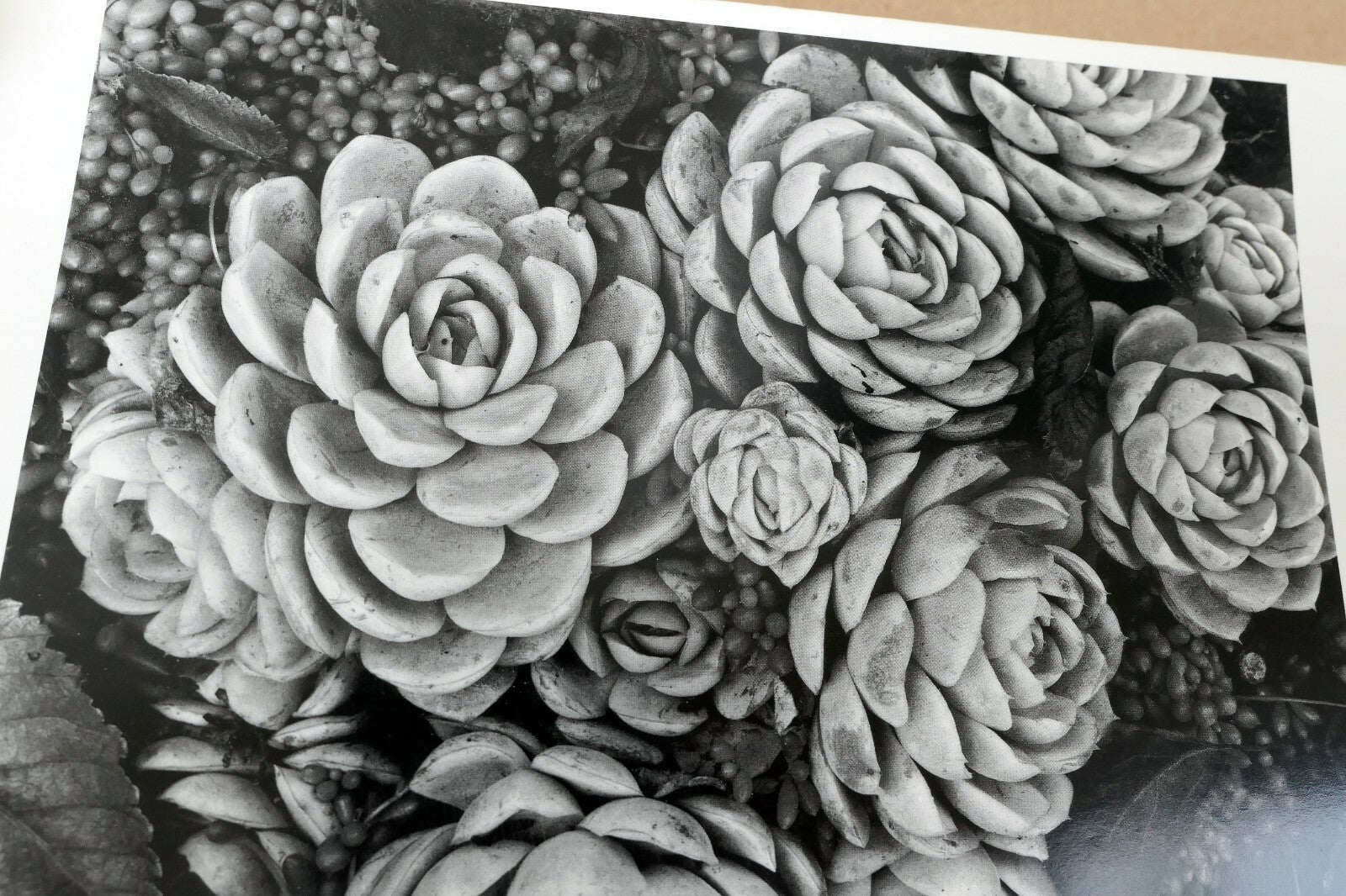 1958 Succulent Flower blossom Photograph by Don Worth Greeting Card D-007 Floral