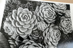 1958 Succulent Flower blossom Photograph by Don Worth Greeting Card D-007 Floral