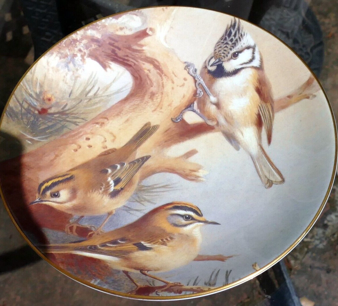 Coalport bird plate 8" 20cm england goldcrest firecrest titmouse thorburn's gar
