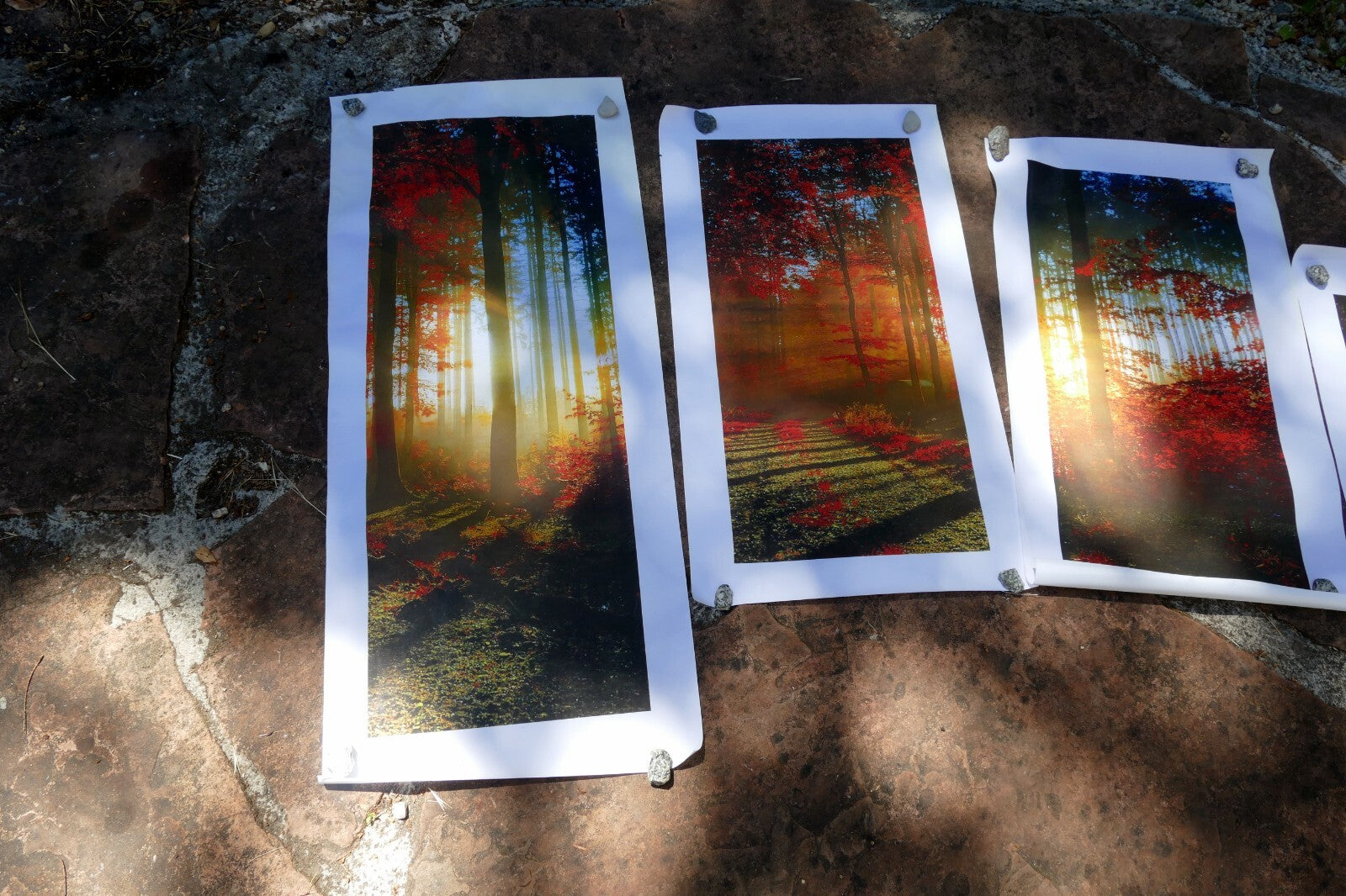 5 Piece Forest print 20" 24" 36" foggy fall foliage morning sun rising wall art