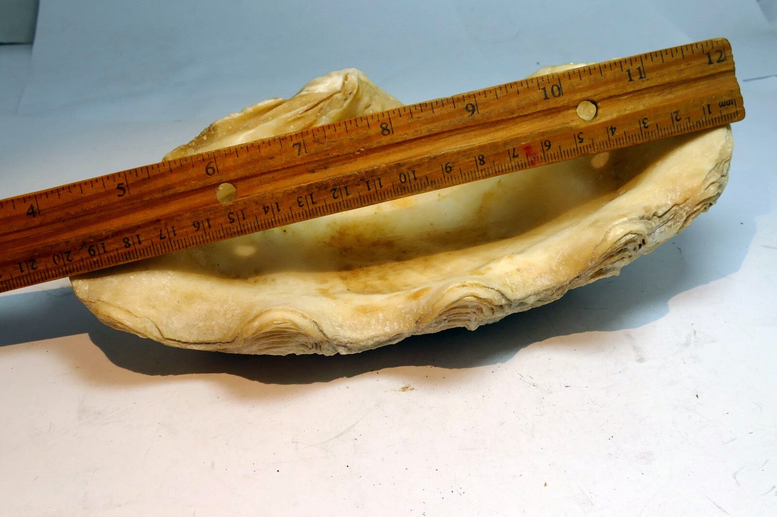 Half Clam Shell Natural Sea Shell Seashell  8”X 5"