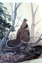 John a ruthven signed numbered limited edition print "ruffed grouse" 18x24