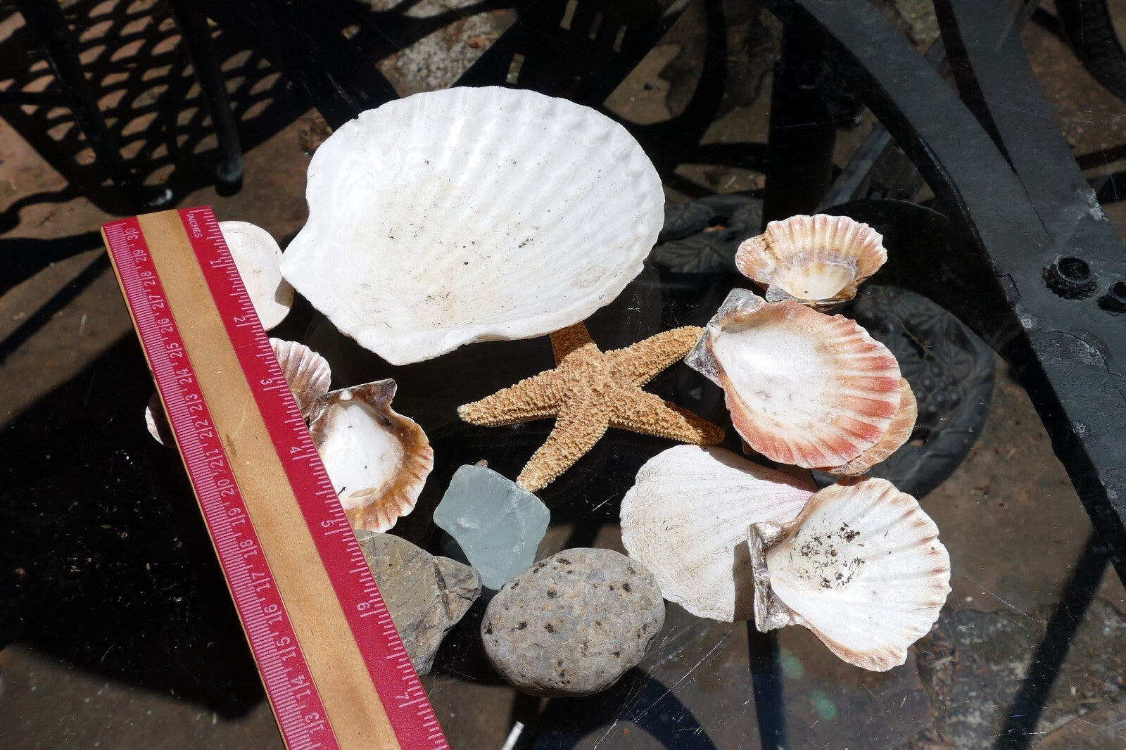 9oz  lot of Ocean Shell Seashell & pebbles California San Francisco Fish Tank