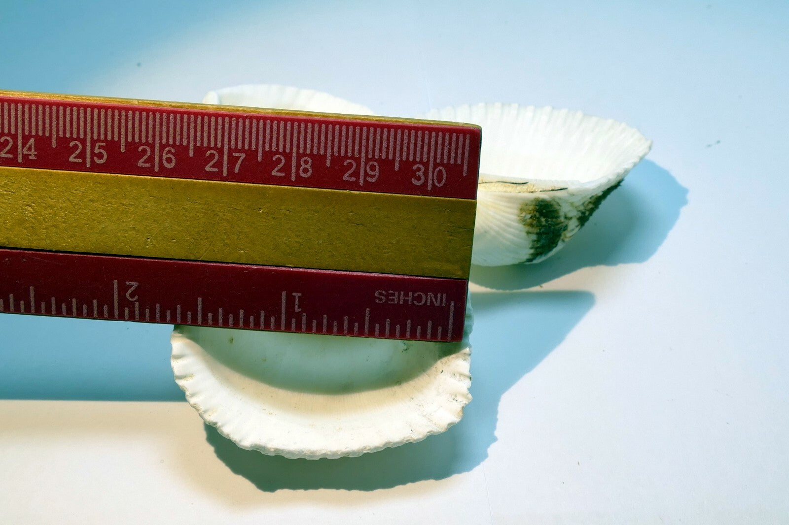 Single White Ark Shell Seashell beach decor clam medium 1.5X1.5" clam cockle sea