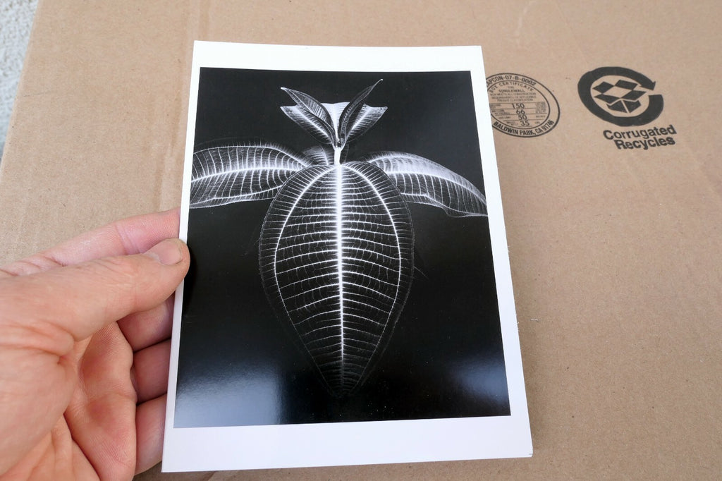 Miconia Magnifica Mill Valley 1977 Photograph by Don Worth D-006 greeting card