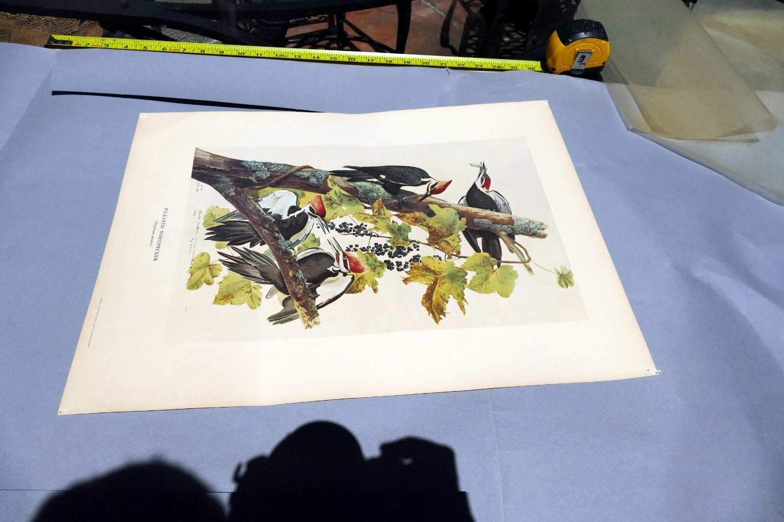 1966 Audubon Print  Pileated Woodpecker plate 111, bird print 15X20" medium