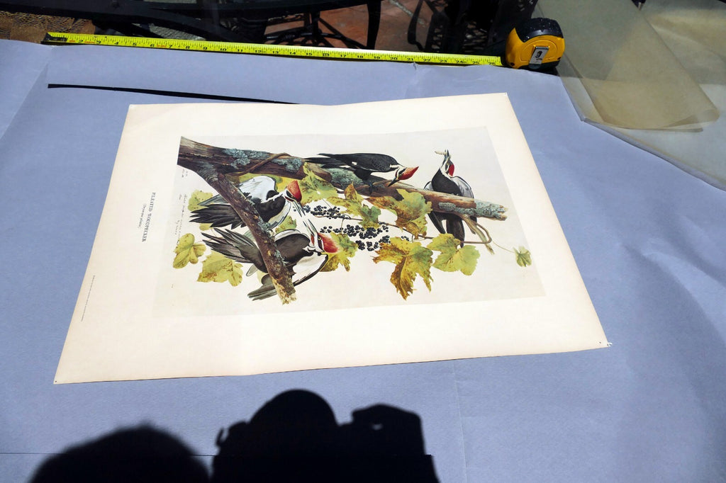 1966 Audubon Print  Pileated Woodpecker plate 111, bird print 15X20" medium