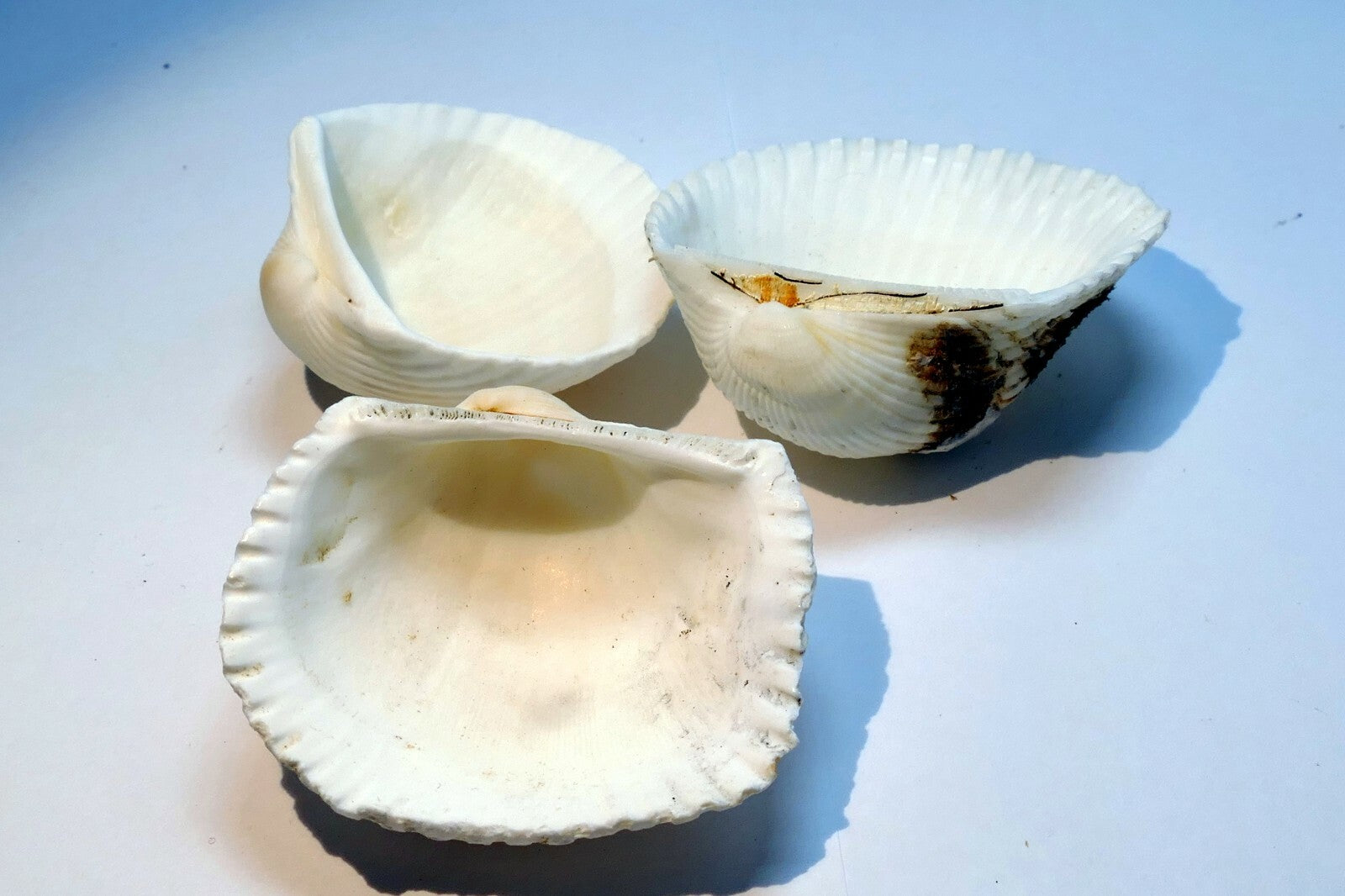 Single White Ark Shell Seashell beach decor clam medium 1.5X1.5" clam cockle sea