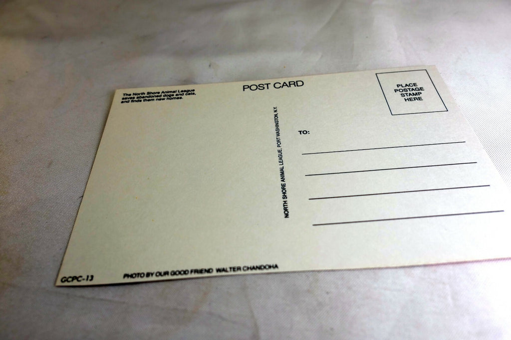 Happy Birthday Postcard Animal Shelter North Shore League Puppy Terrier adopt